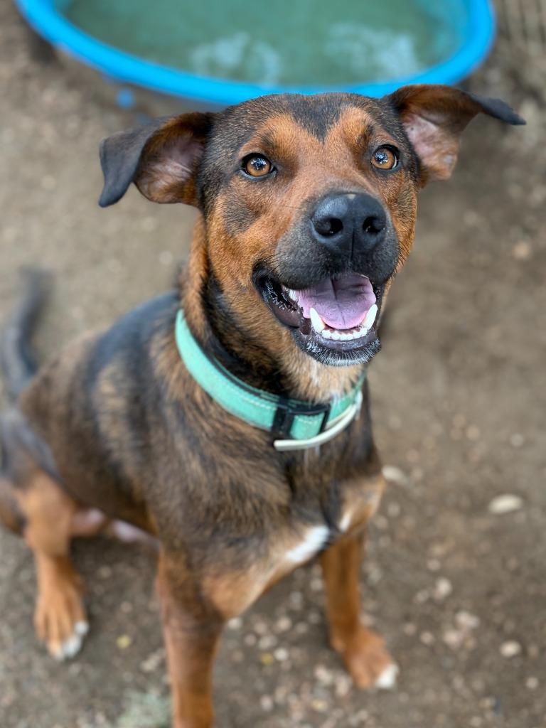 Marc, Adoptable, Young Male Mixed Breed.