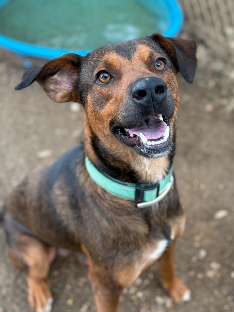 Marc, a Adoptable mixed breed in Lockhart, TX image 3/3