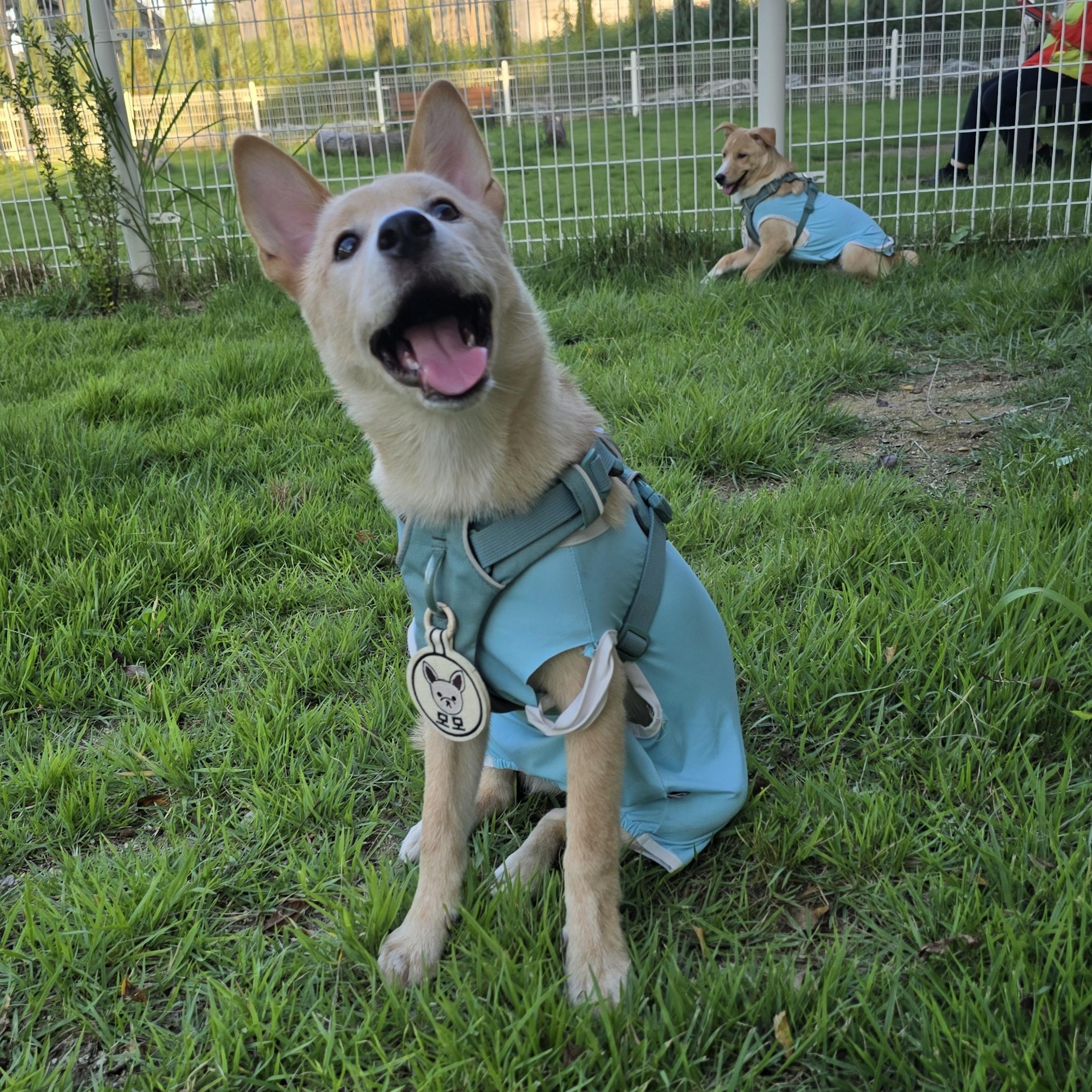 Momo, a Adoptable mixed breed in Torrance, CA image 6/6