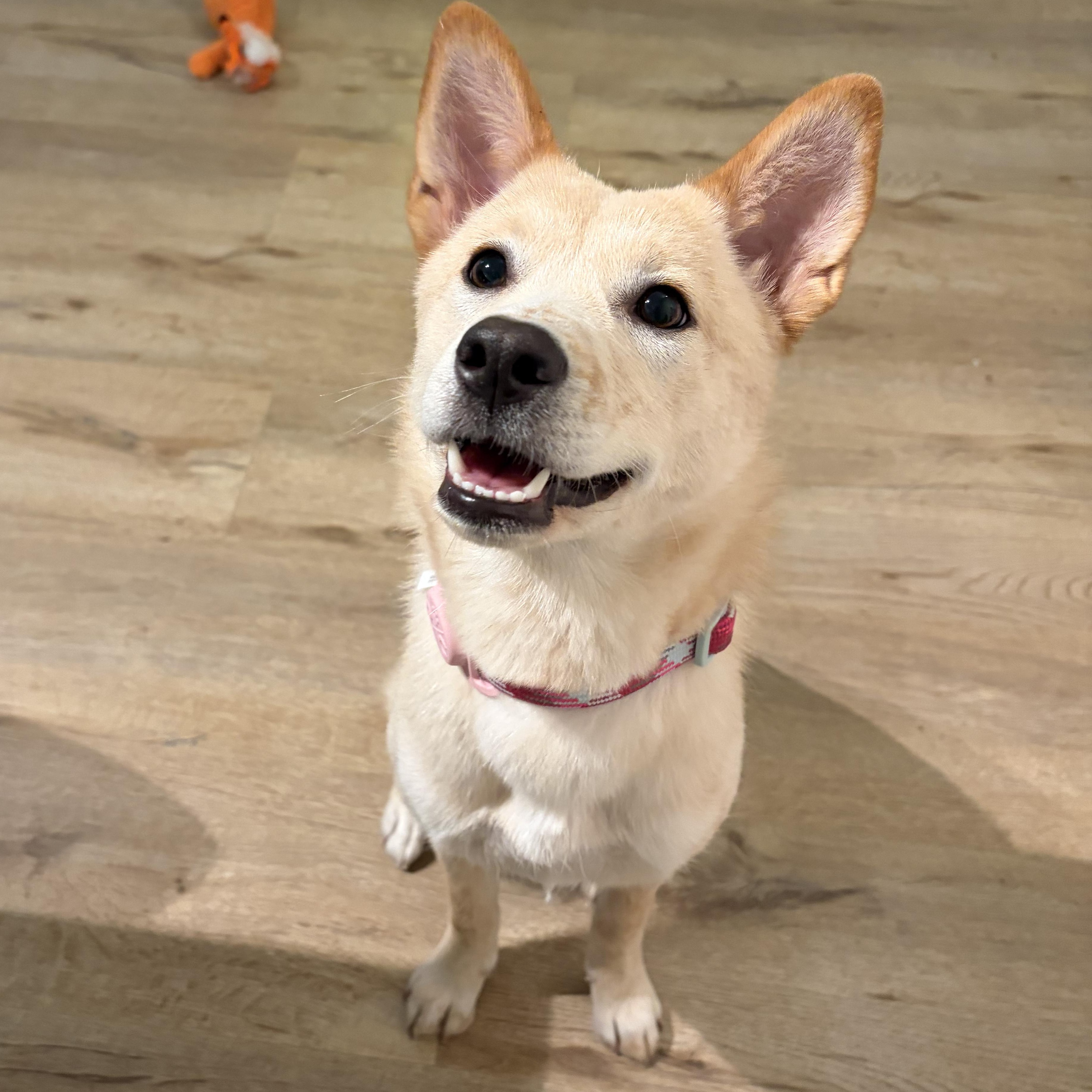 Momo, a Adoptable mixed breed in Torrance, CA image 1/6