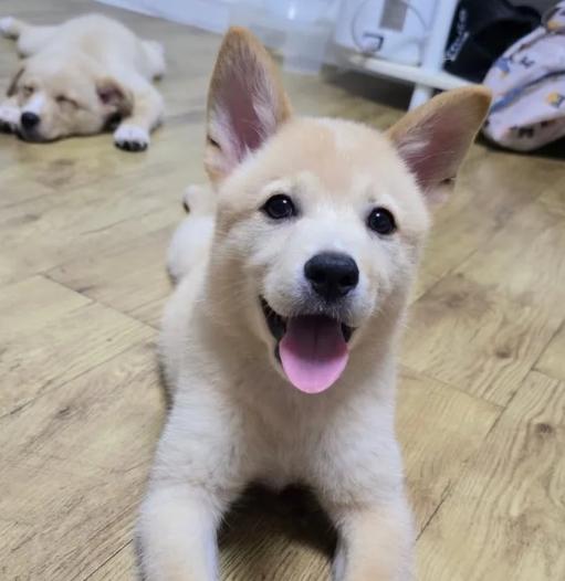 Momo, a Adoptable mixed breed in Torrance, CA image 2/6