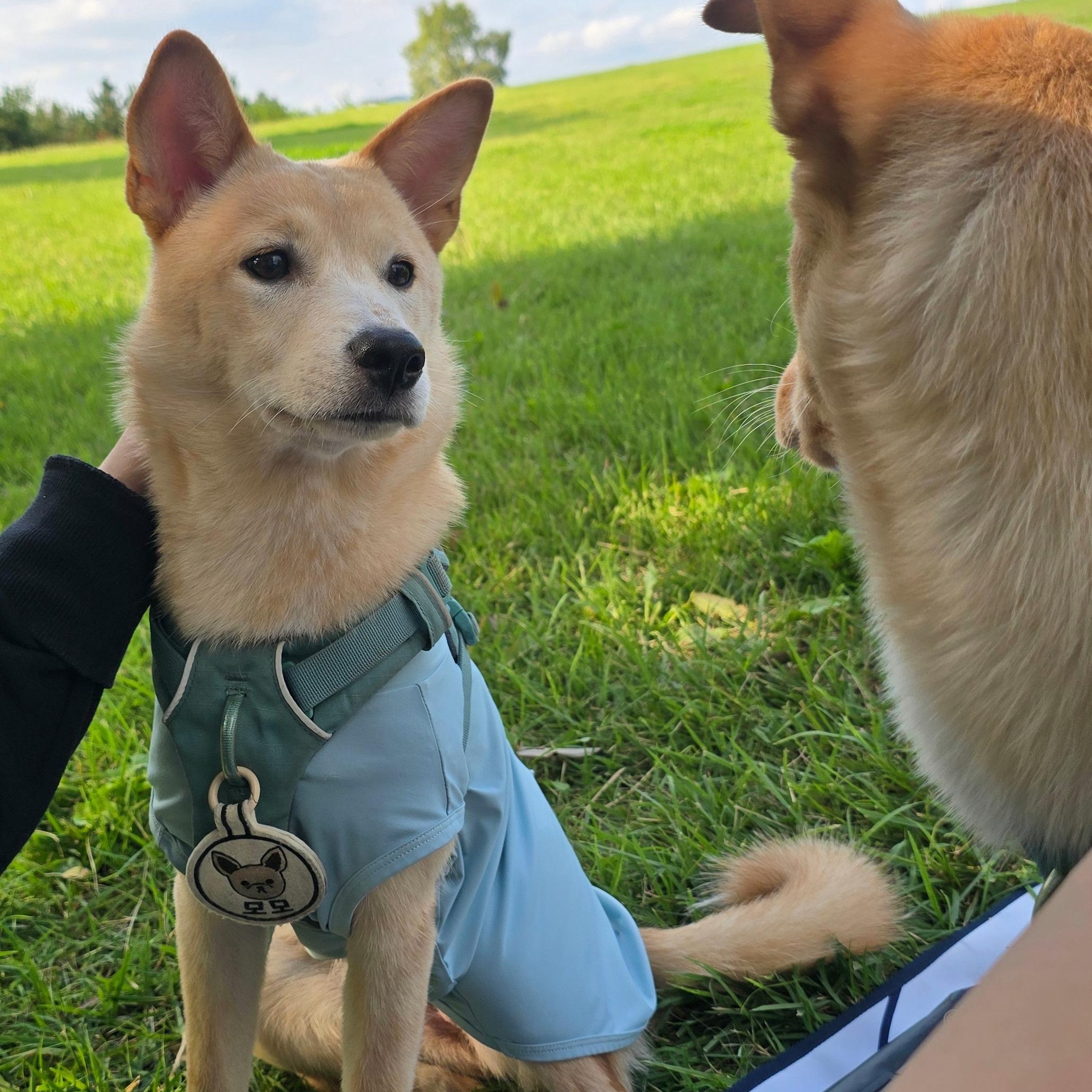 Momo, a Adoptable mixed breed in Torrance, CA image 4/6