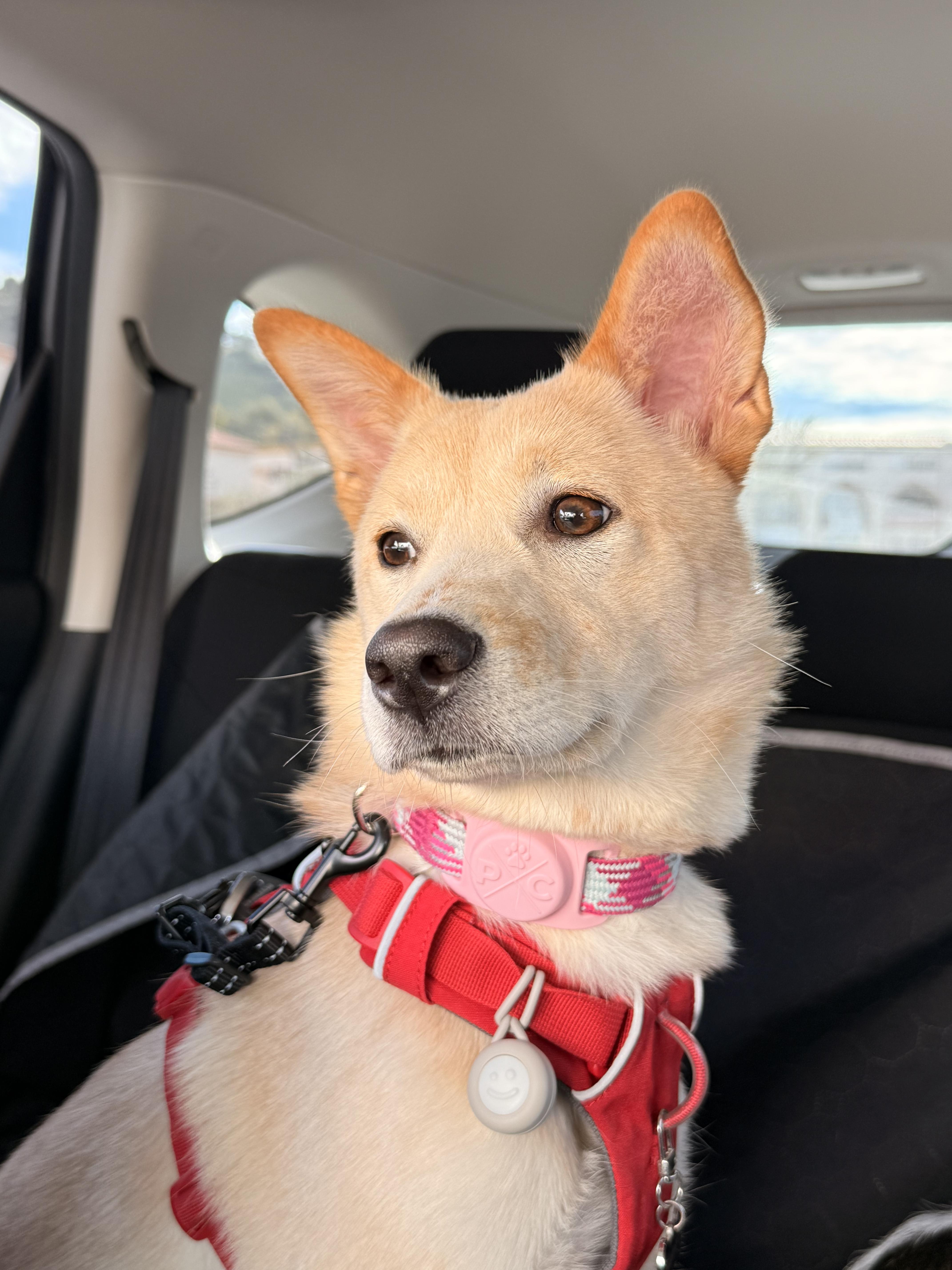 Momo, a Adoptable mixed breed in Torrance, CA image 3/6