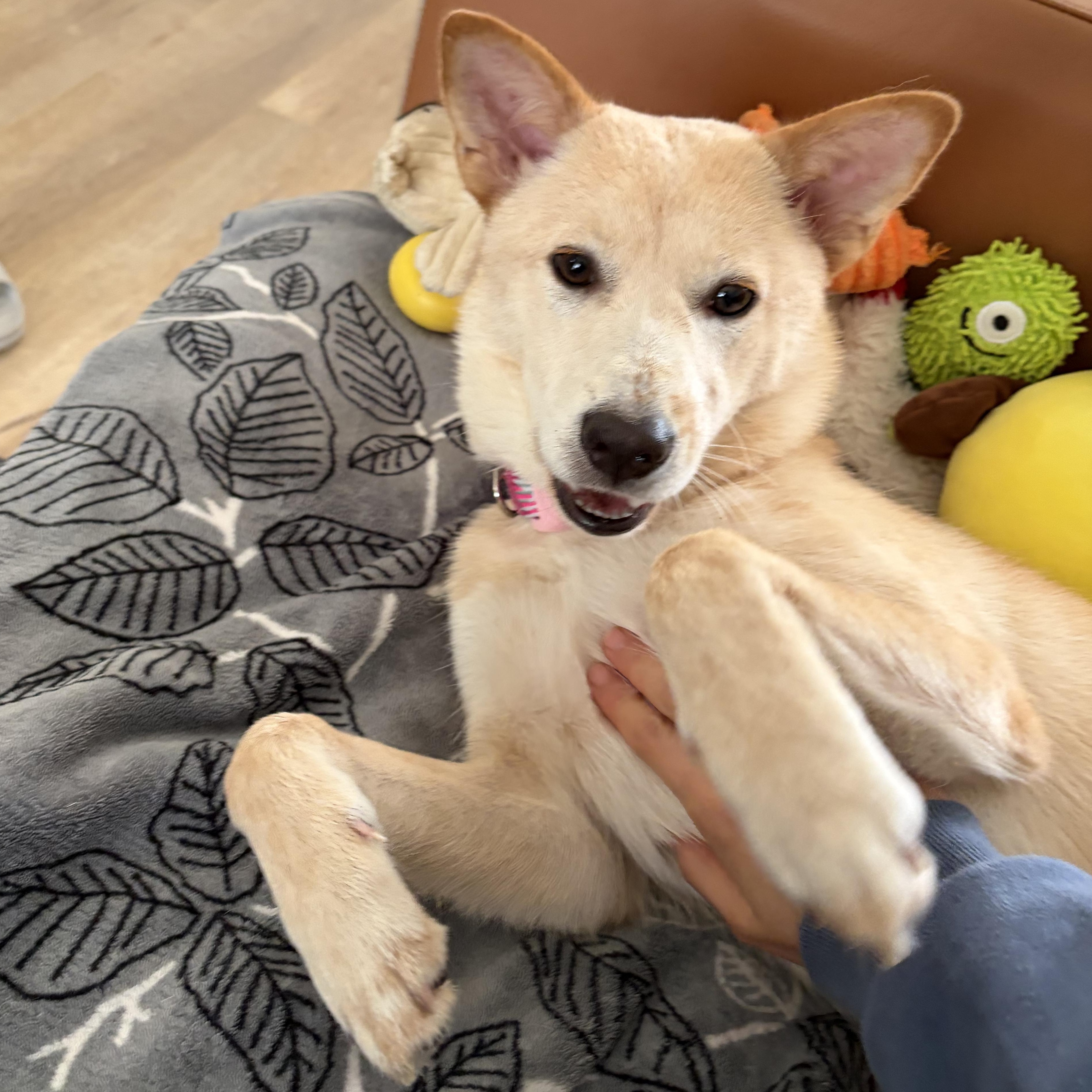 Momo, a Adoptable mixed breed in Torrance, CA image 5/6