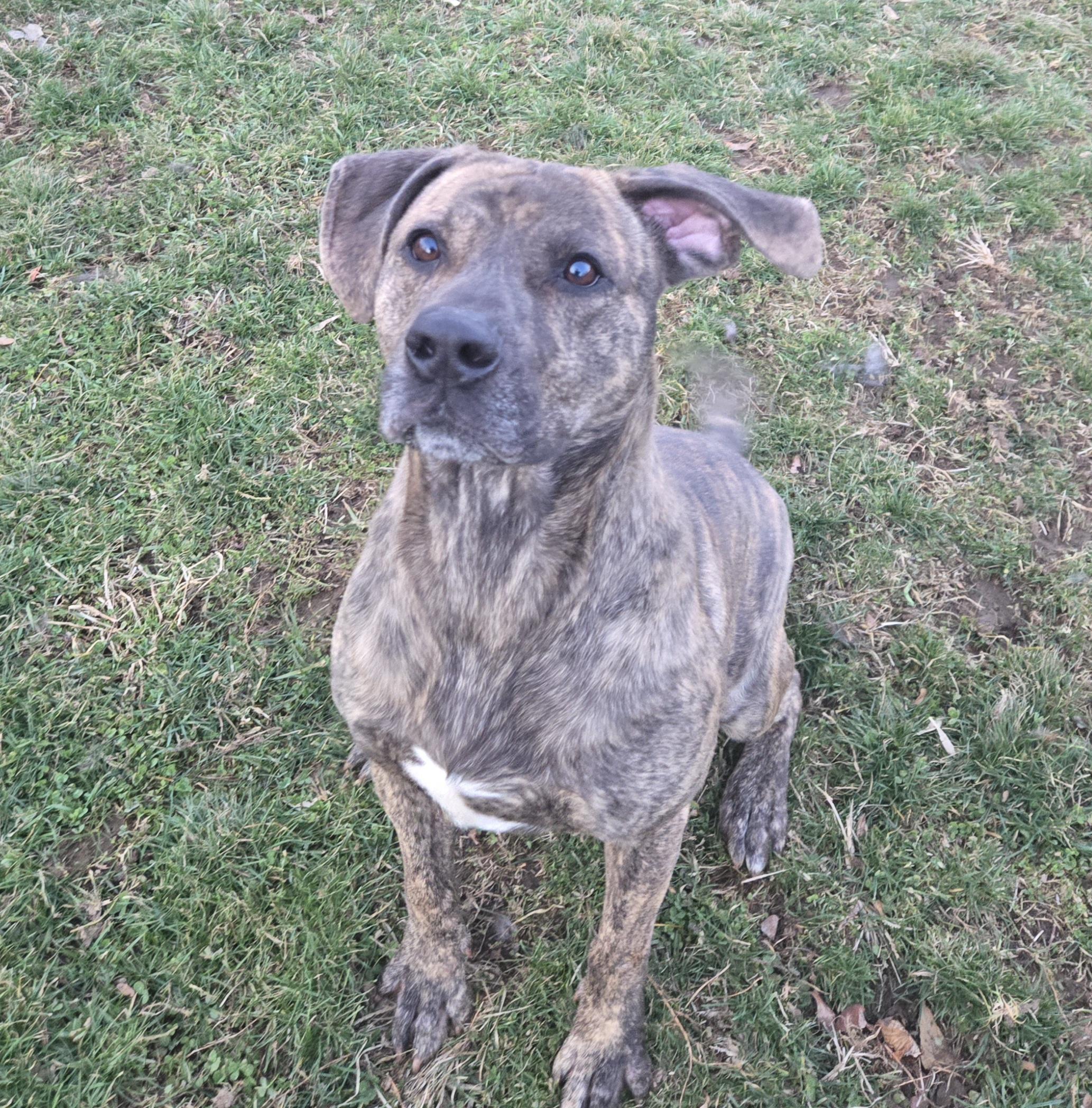 Enlarge Meatloaf , a ADOPTABLE Labrador Retriever in Xenia , OH image 5/6