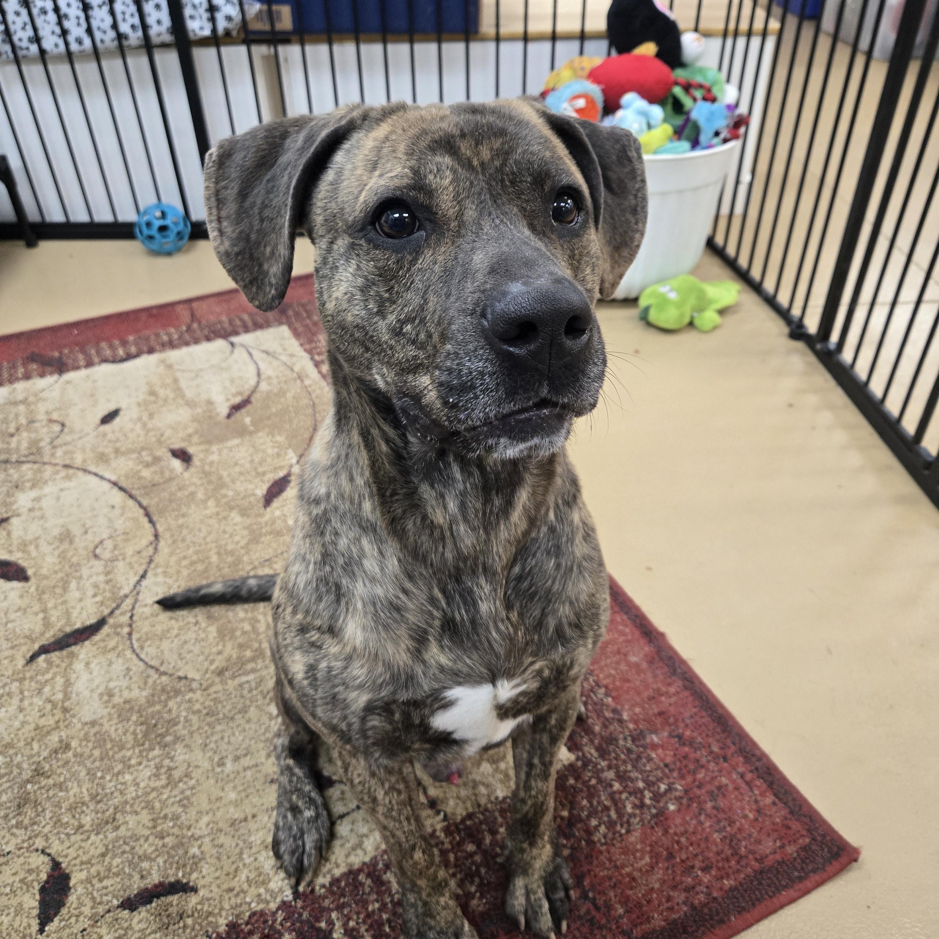 Enlarge Meatloaf , a ADOPTABLE Labrador Retriever in Xenia , OH image 6/6