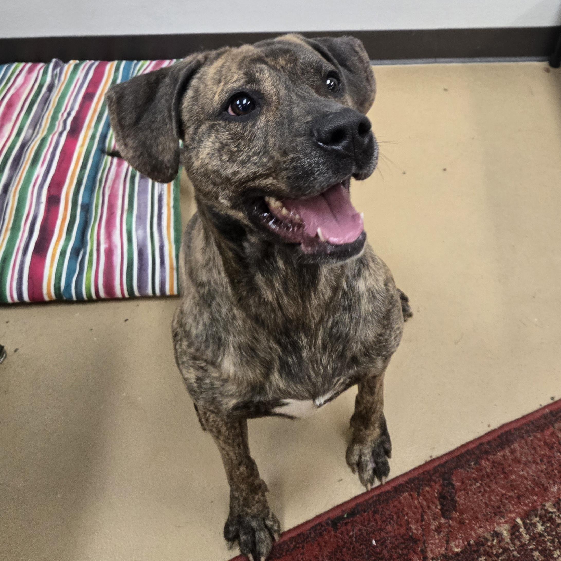 Enlarge Meatloaf , a ADOPTABLE Labrador Retriever in Xenia , OH image 2/6