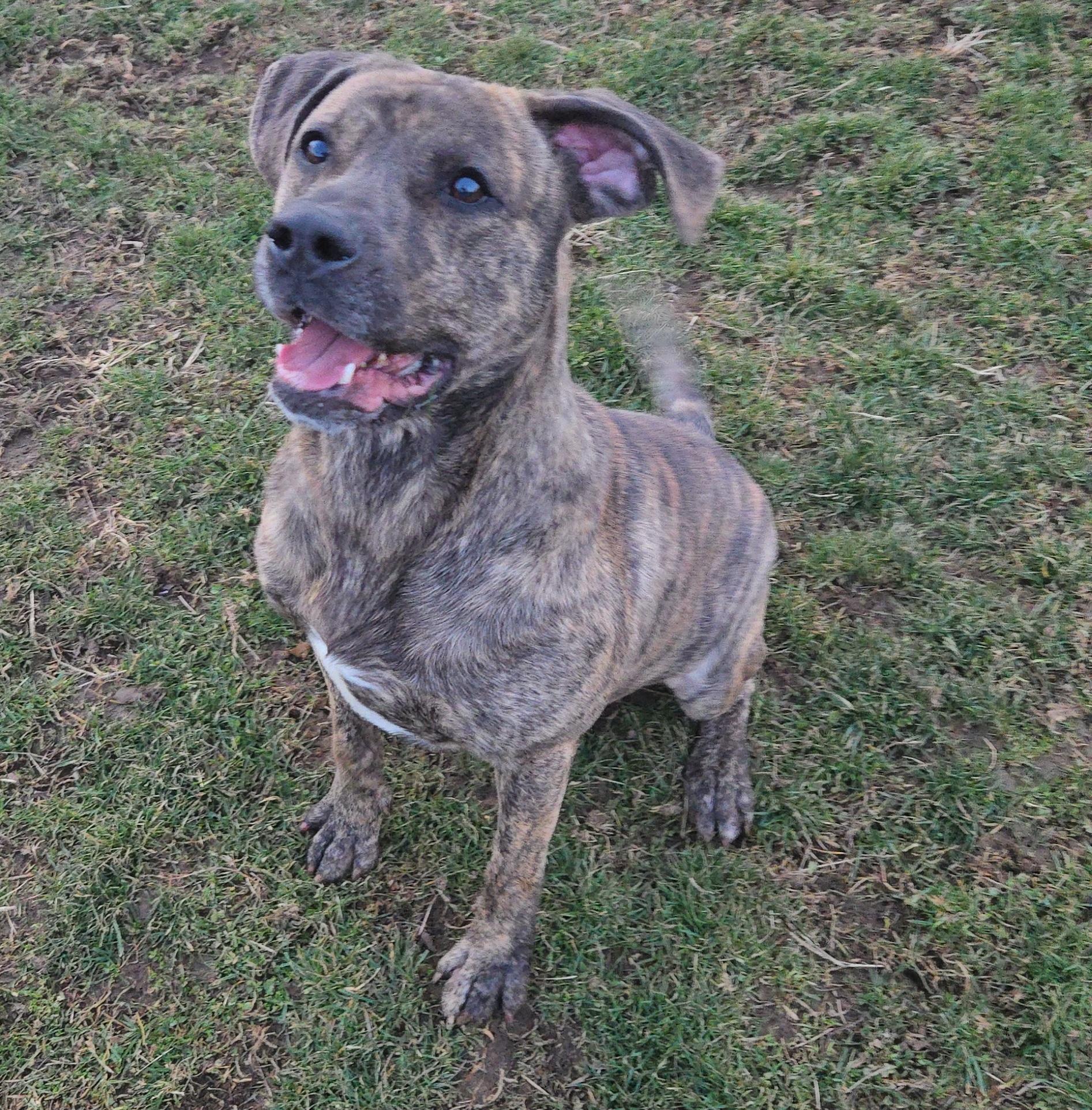 Enlarge Meatloaf , a ADOPTABLE Labrador Retriever in Xenia , OH image 1/6