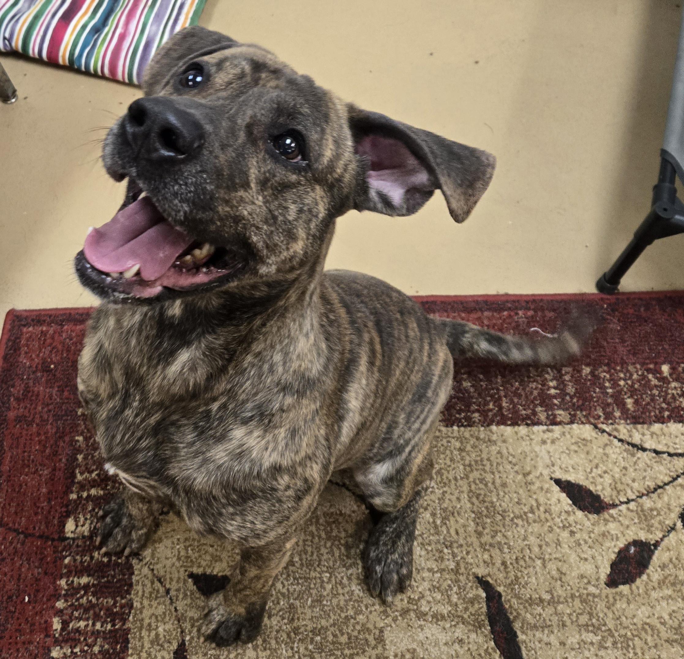 Enlarge Meatloaf , a ADOPTABLE Labrador Retriever in Xenia , OH image 4/6