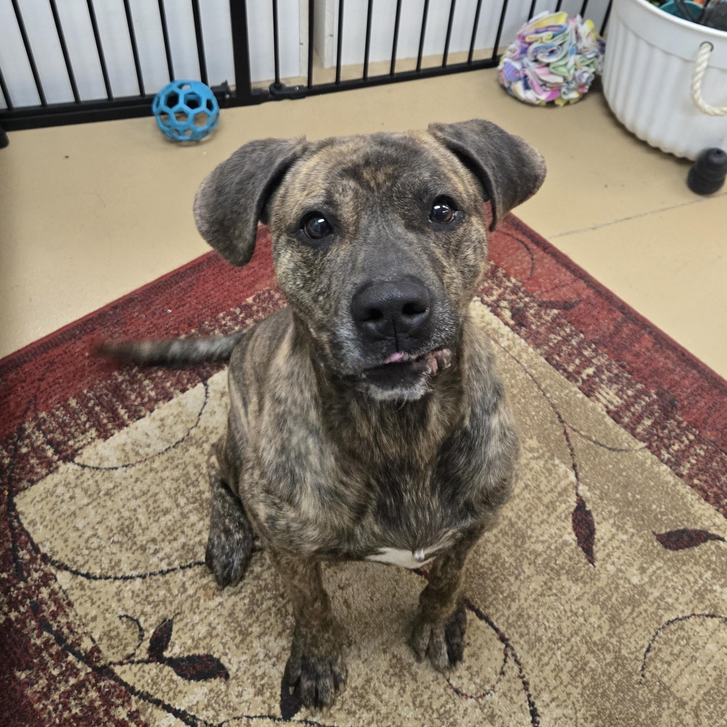 Enlarge Meatloaf , a ADOPTABLE Labrador Retriever in Xenia , OH image 3/6