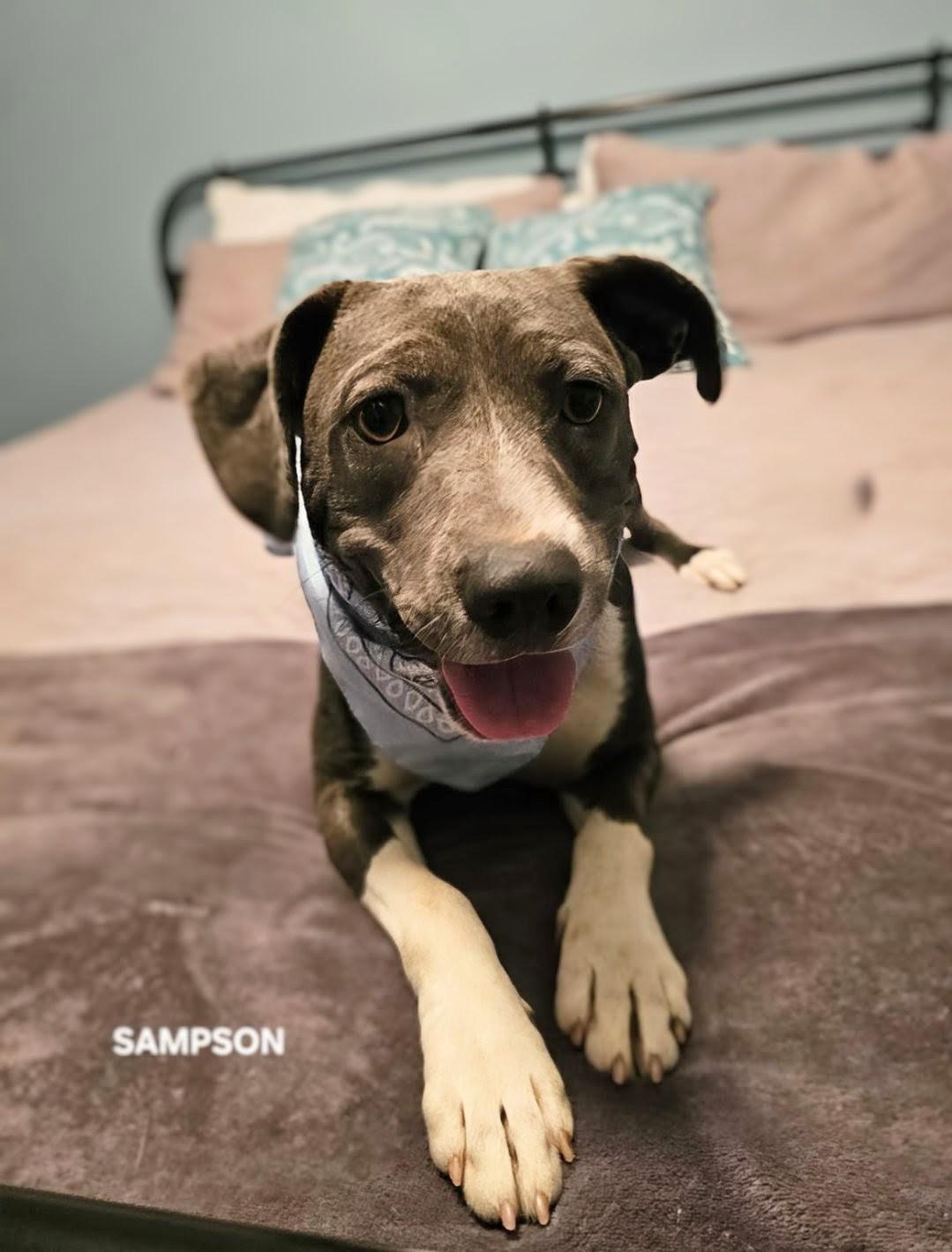 Sampson