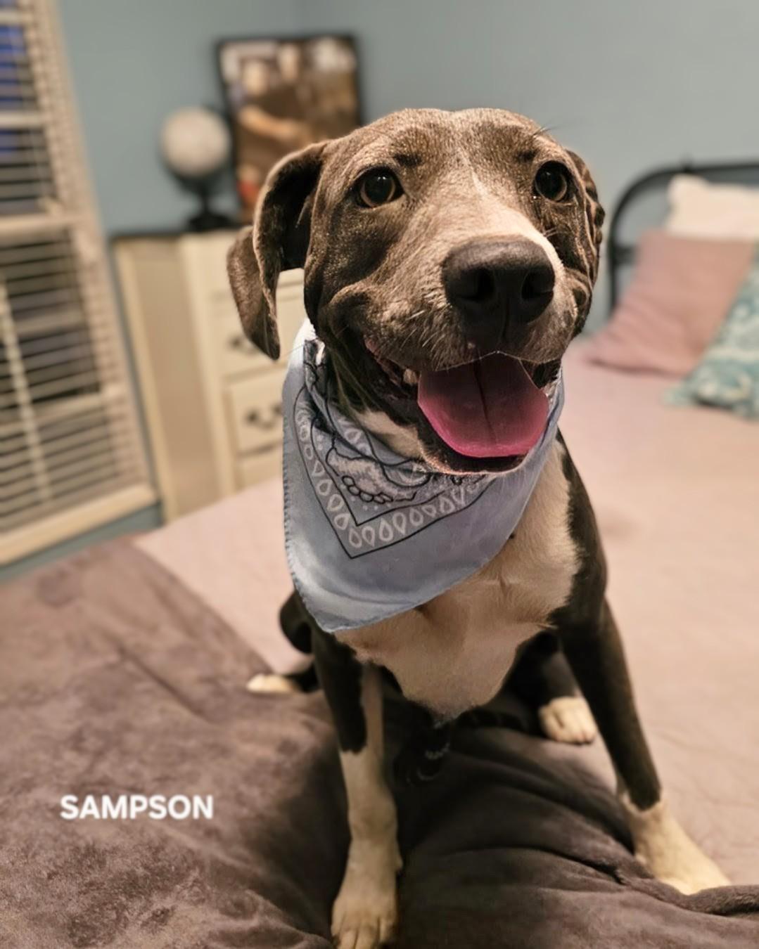 Sampson