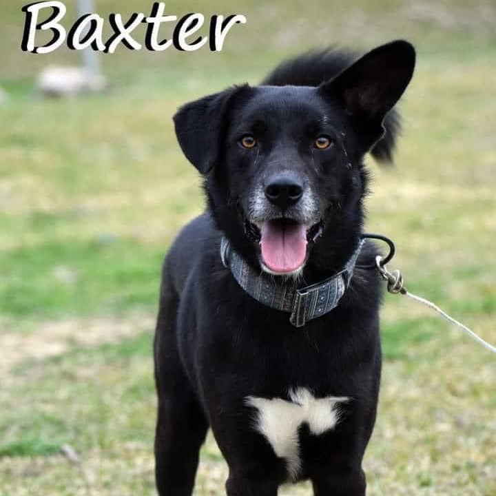 Baxter photo 2