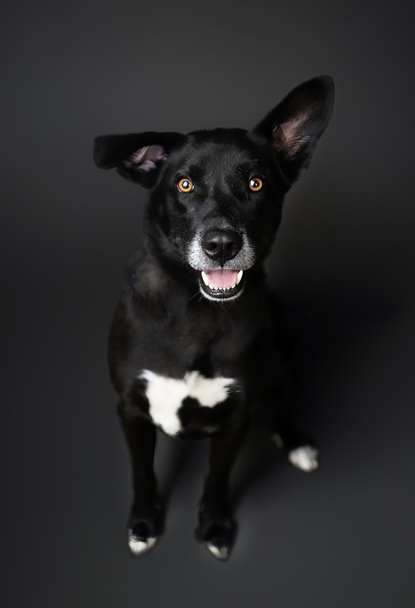 Meet Baxter The Blue Dogs Long-Lost Cousin and Certified Couch Curator Ever looked at a George Rod