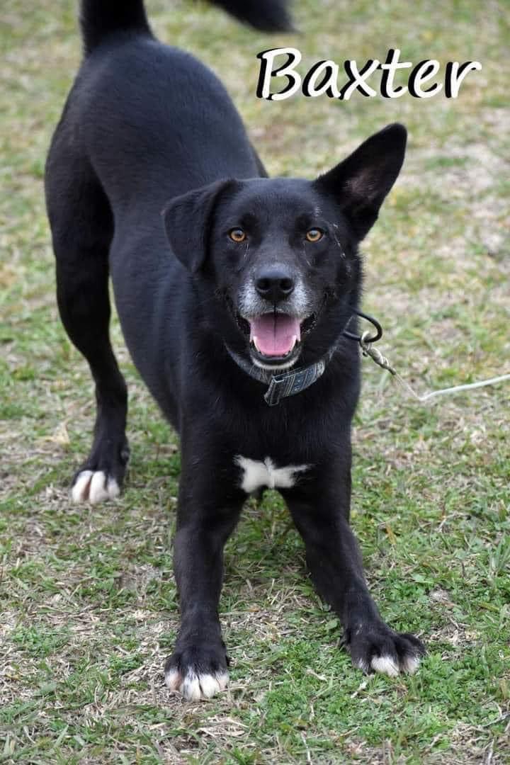 Baxter photo 5