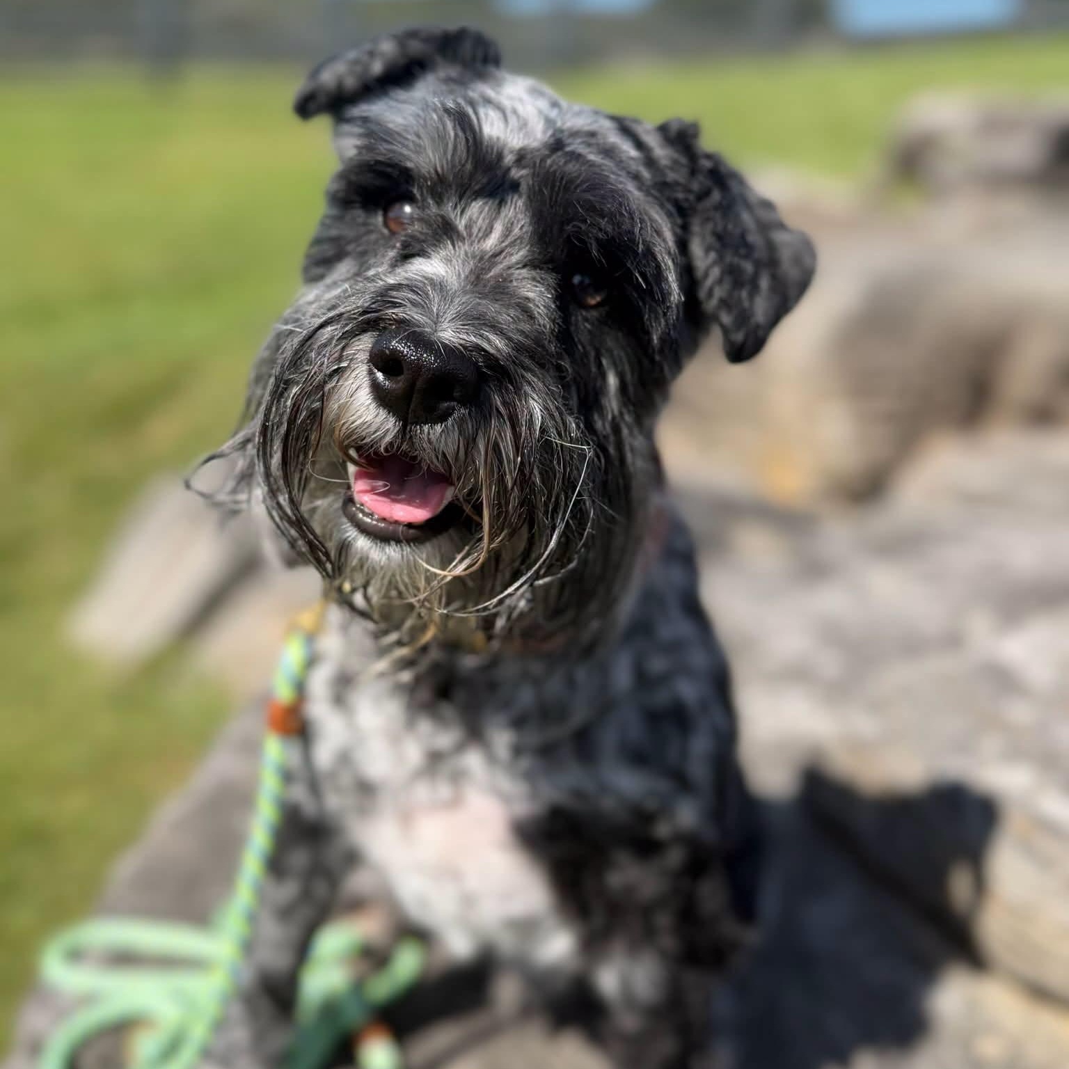 Enlarge Max, a Adoptable Schnauzer in Thompson's Station, TN image 1/1