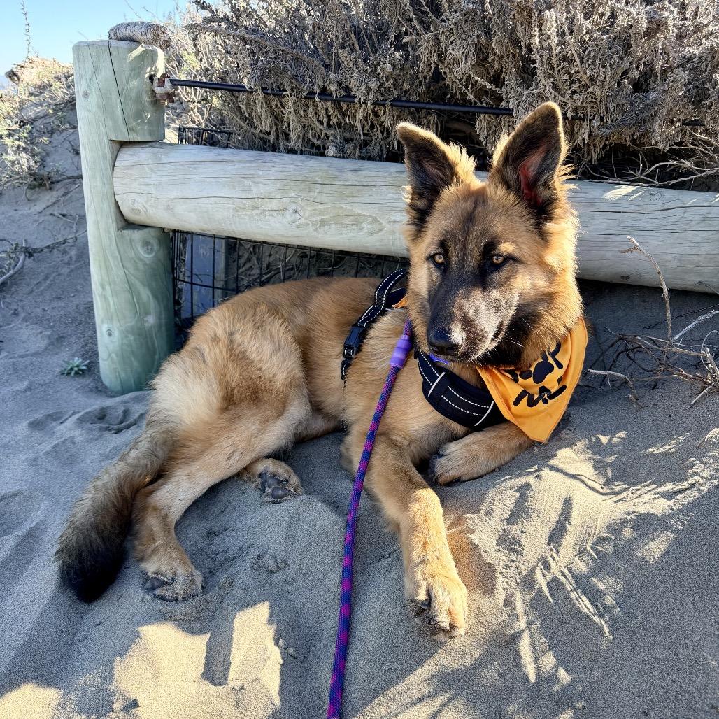 Enlarge Lightning, a Adoptable mixed breed in San Francisco, CA image 4/6