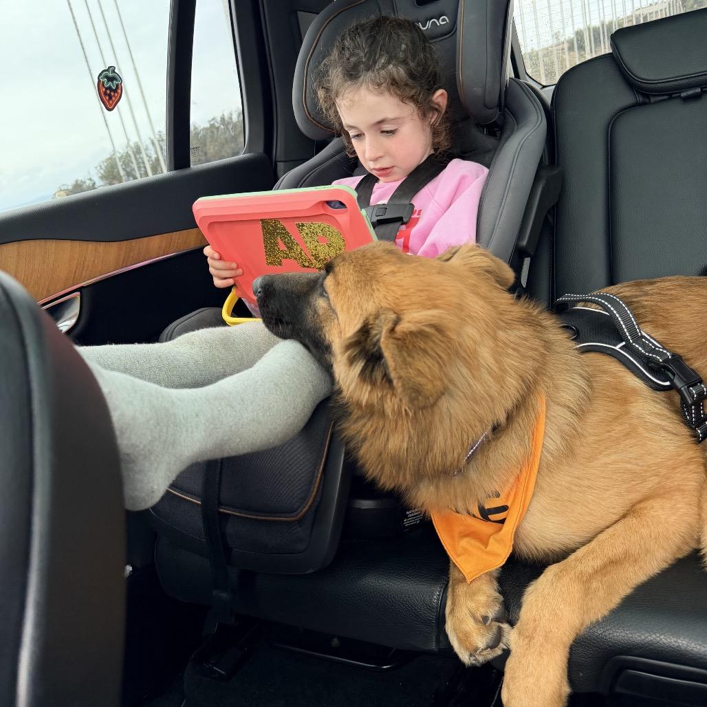 Enlarge Lightning, a Adoptable mixed breed in San Francisco, CA image 5/6