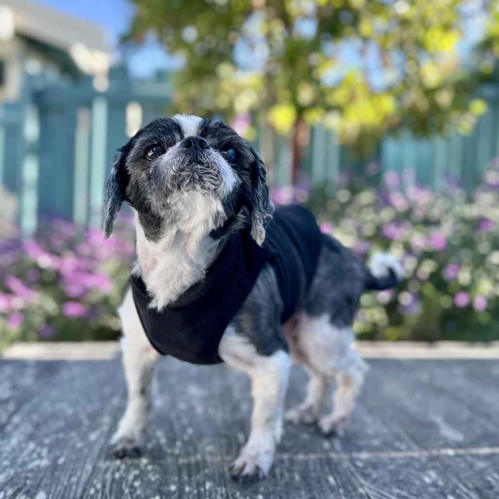 Blizzard — thumbnail 6