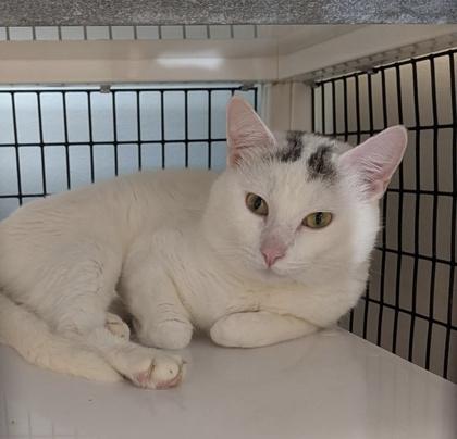 Biscuit, ADOPTABLE, Adult Male Domestic Short Hair.