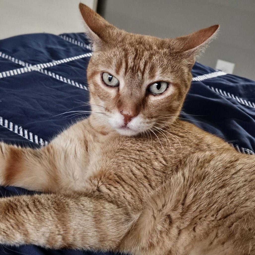 Cuddlebug, Adoptable, Adult Male Domestic Short Hair.