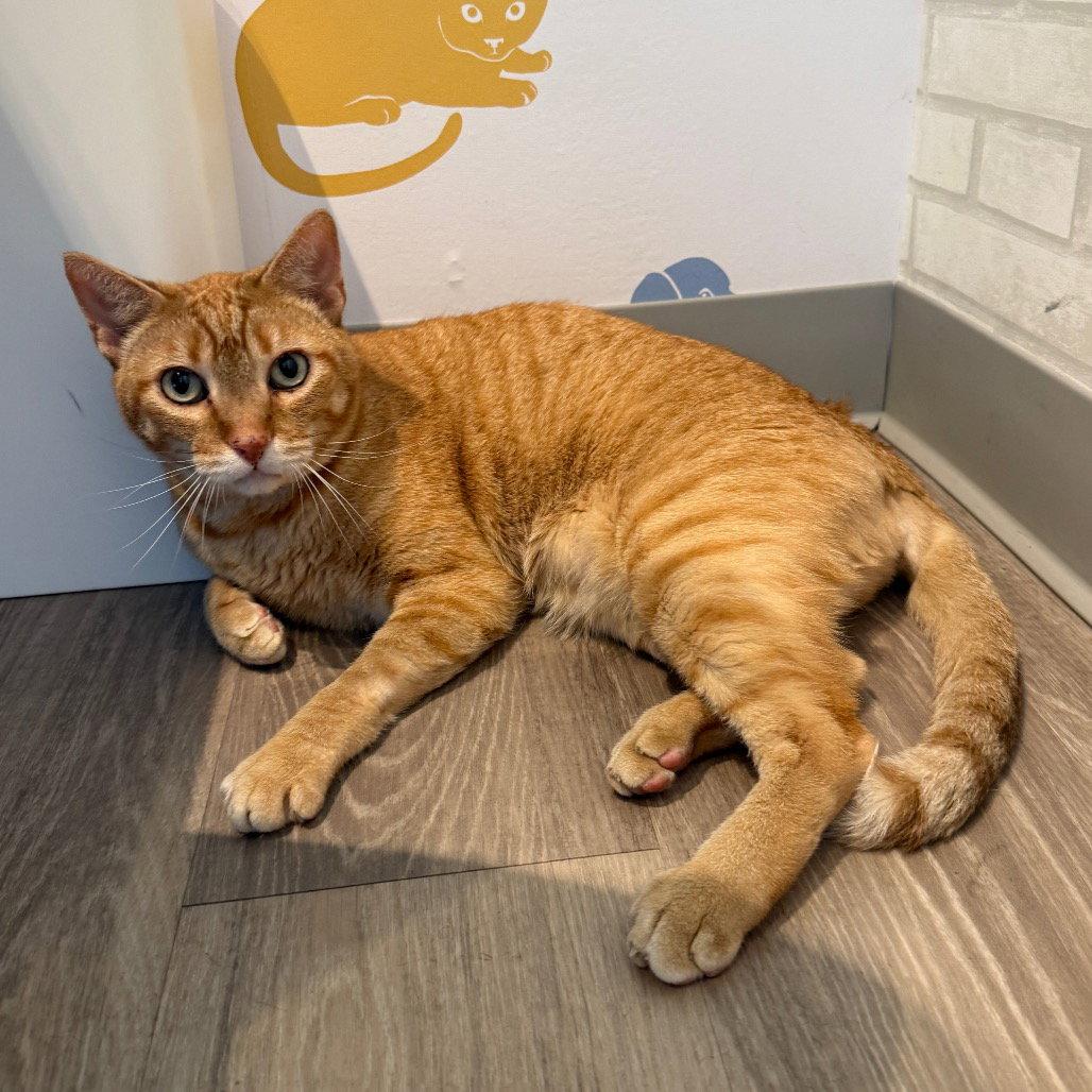 Cuddlebug, a Adoptable Domestic Short Hair in Dallas, TX image 2/3