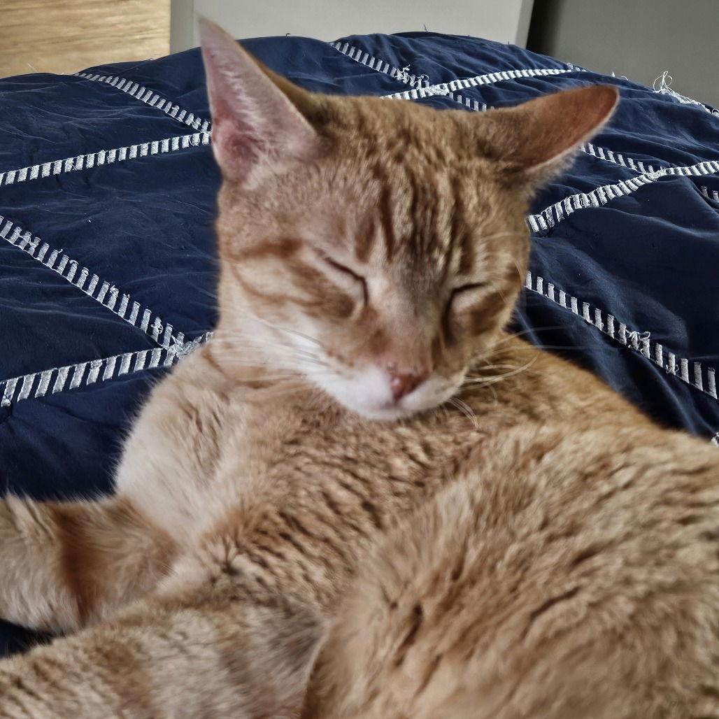 Enlarge Cuddlebug, a Adoptable Domestic Short Hair in Dallas, TX image 2/3