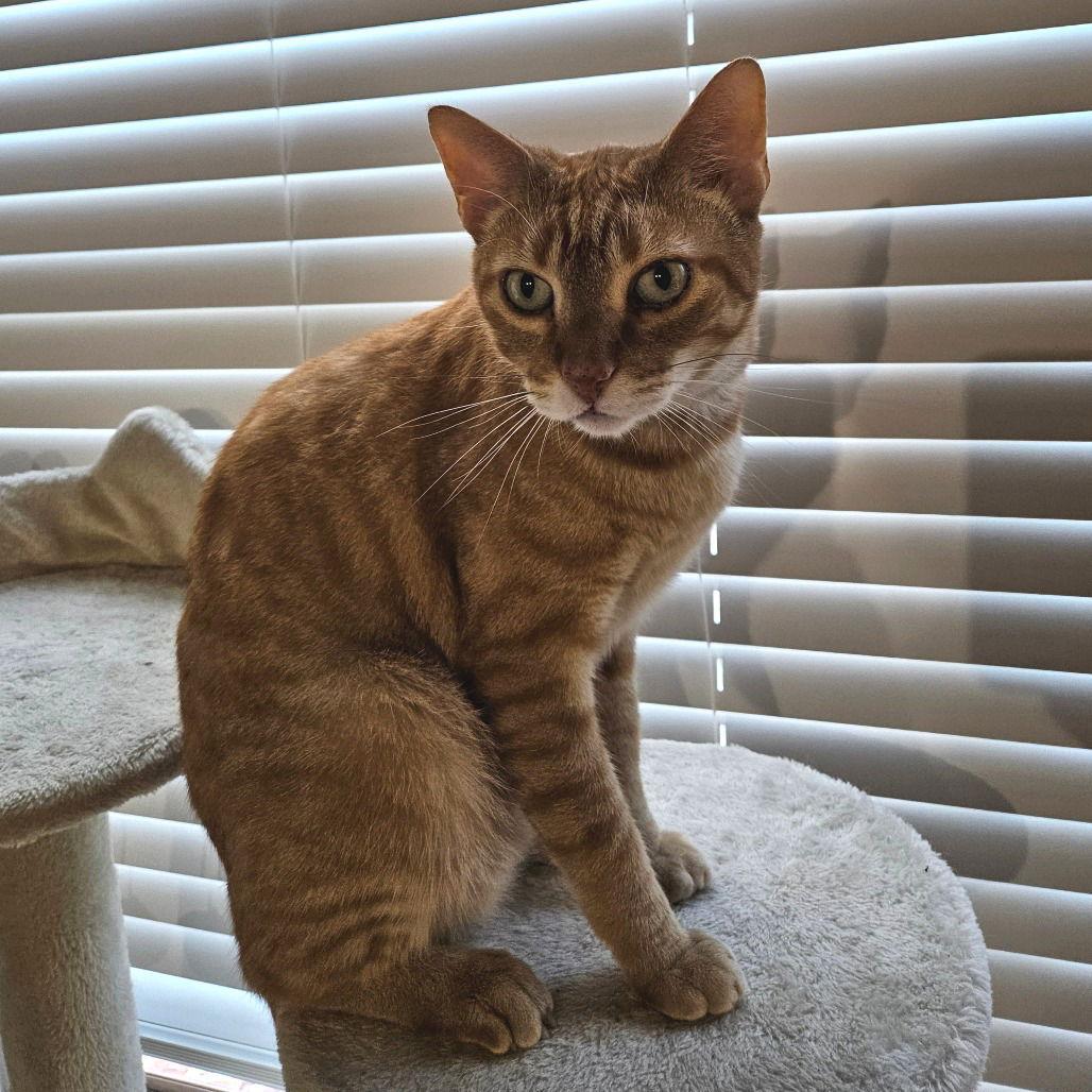 Enlarge Cuddlebug, a Adoptable Domestic Short Hair in Dallas, TX image 3/3