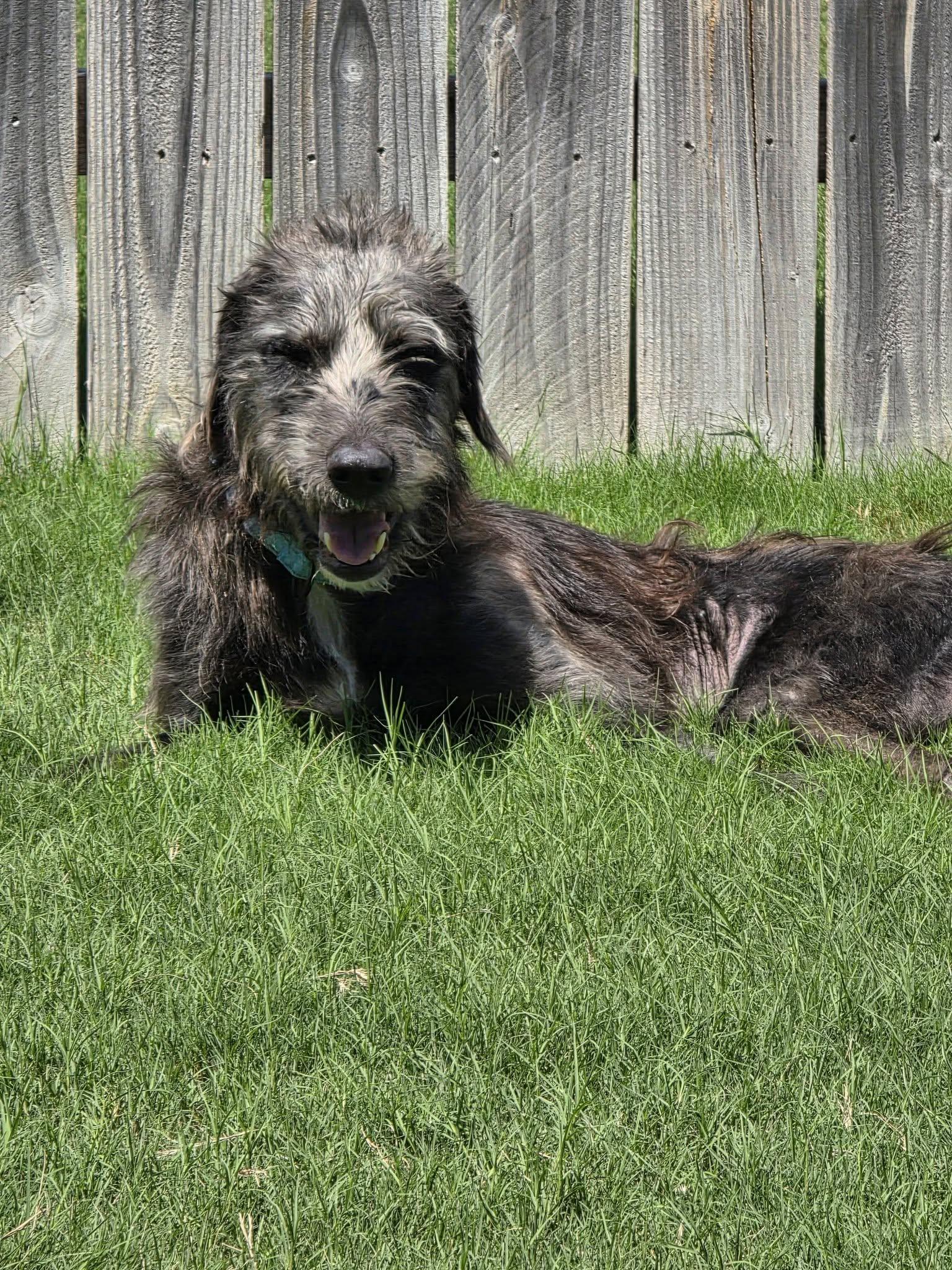 Enlarge Eugene, a ADOPTABLE mixed breed in Temple, TX image 2/3