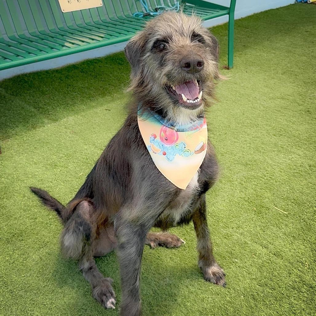 Eugene, ADOPTABLE, Adult Male Irish Wolfhound & Mixed Breed.