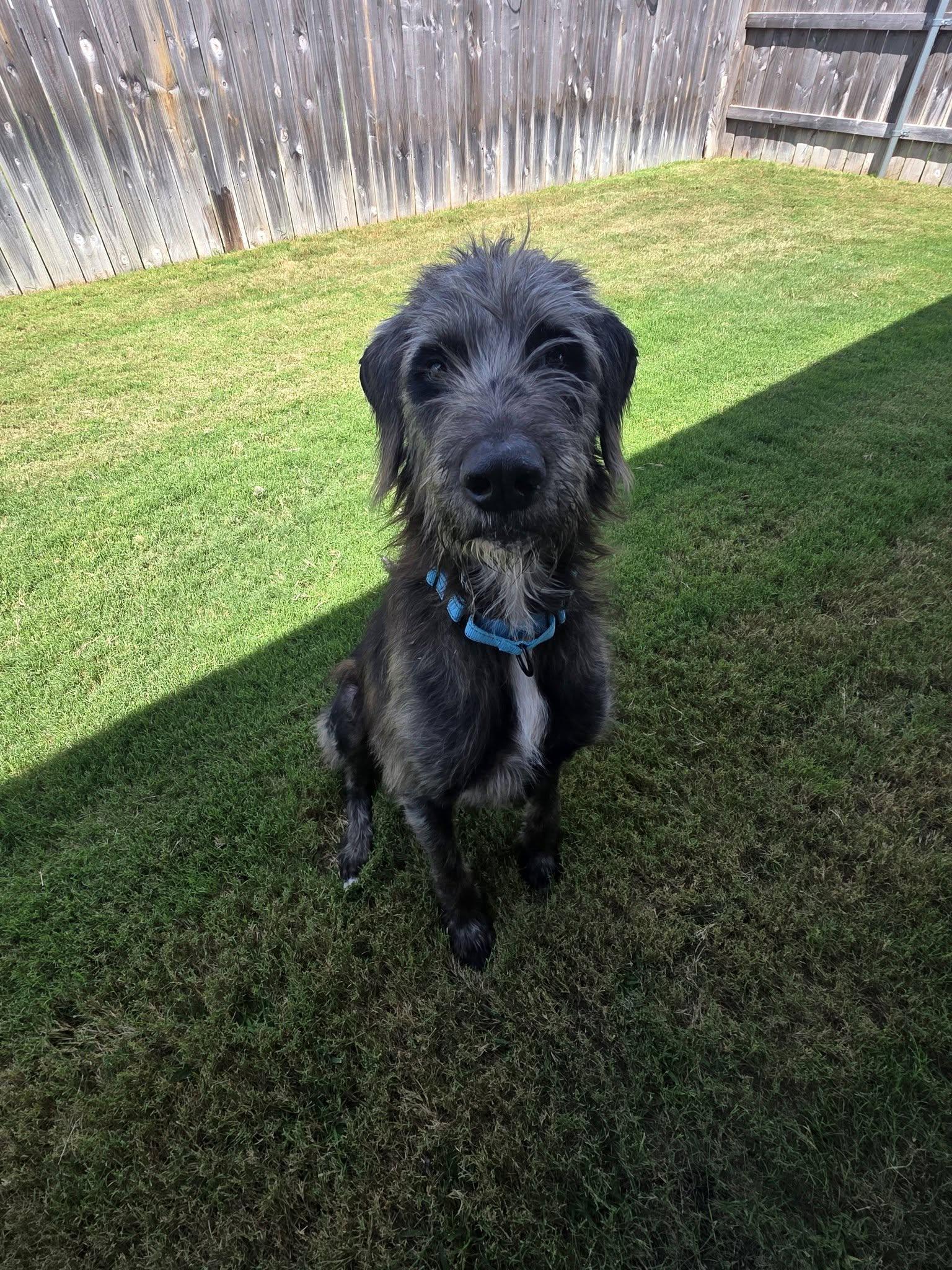 Enlarge Eugene, a ADOPTABLE mixed breed in Temple, TX image 3/3