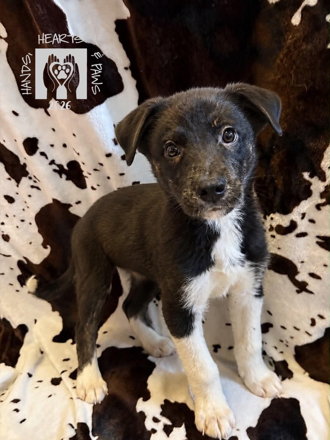 Enlarge Kena, an adopted mixed breed in Omaha, NE image 2/2