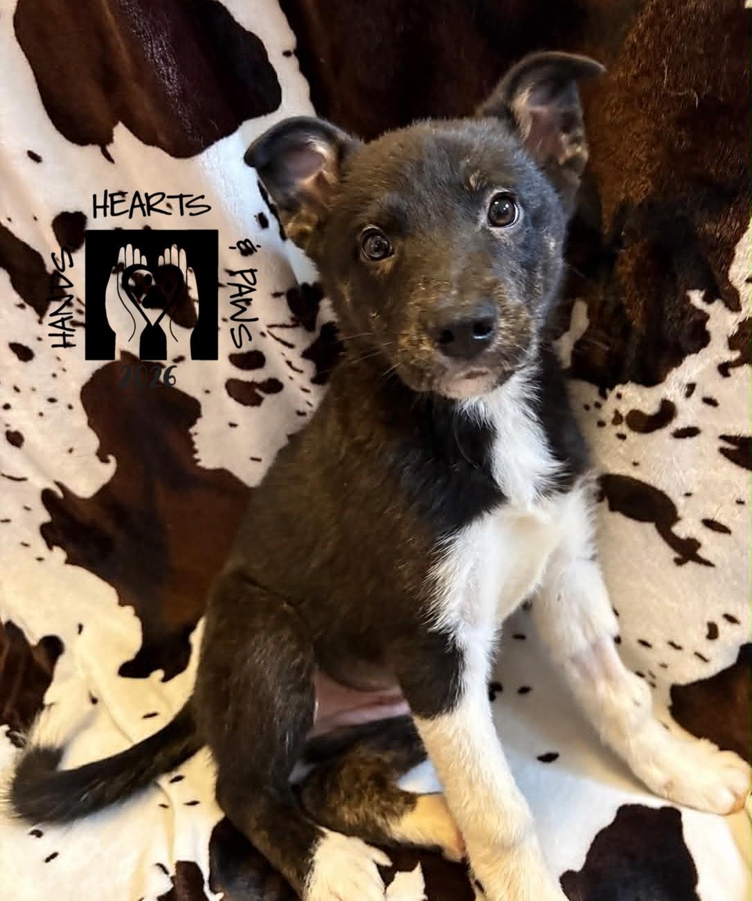 Enlarge Kena, an adopted mixed breed in Omaha, NE image 1/2