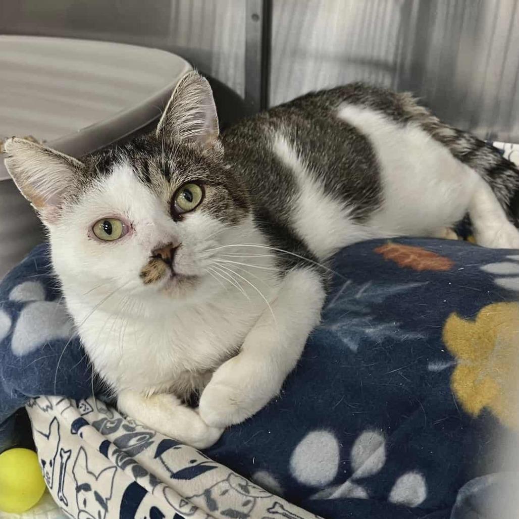 Enlarge Henry, an adopted Domestic Short Hair in Blaine, MN image 1/1