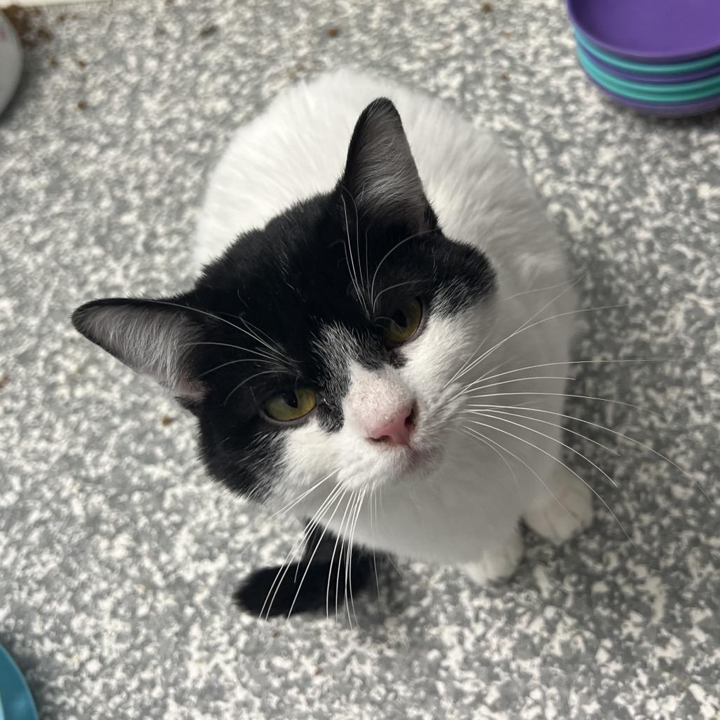 Olive, Adoptable, Adult Female Domestic Short Hair.