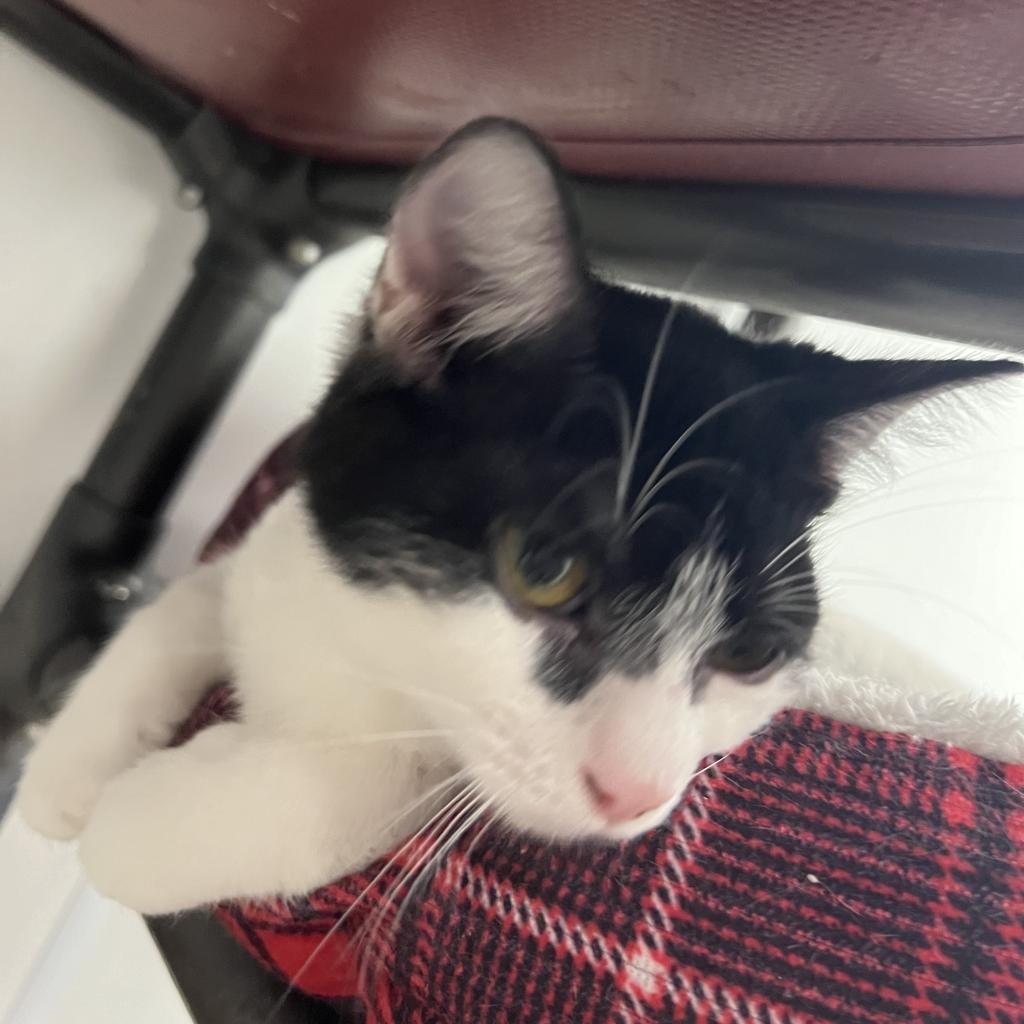 Enlarge Olive, a Adoptable Domestic Short Hair in Carroll, IA image 2/4