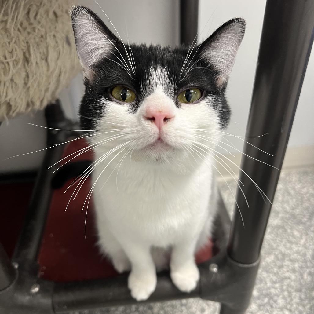 Enlarge Olive, a Adoptable Domestic Short Hair in Carroll, IA image 3/4