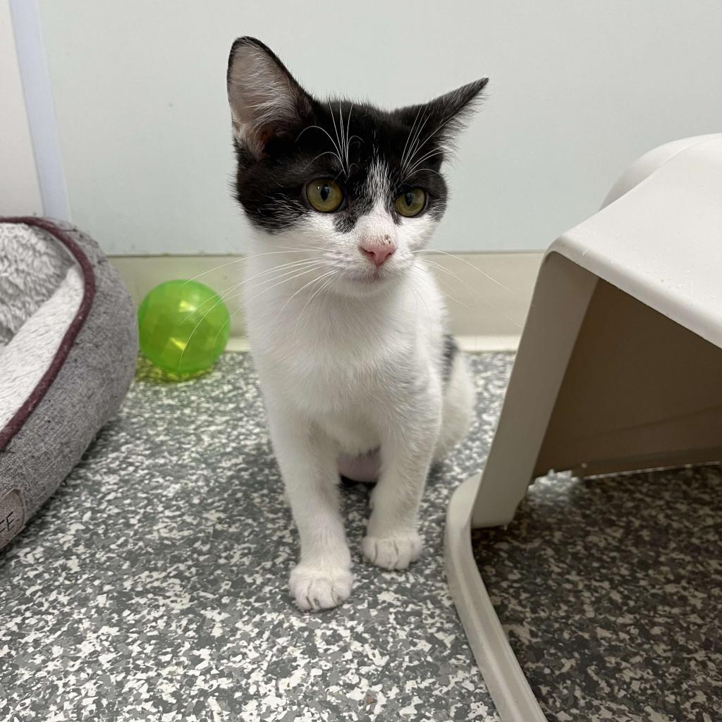 Enlarge Olive, a Adoptable Domestic Short Hair in Carroll, IA image 4/4