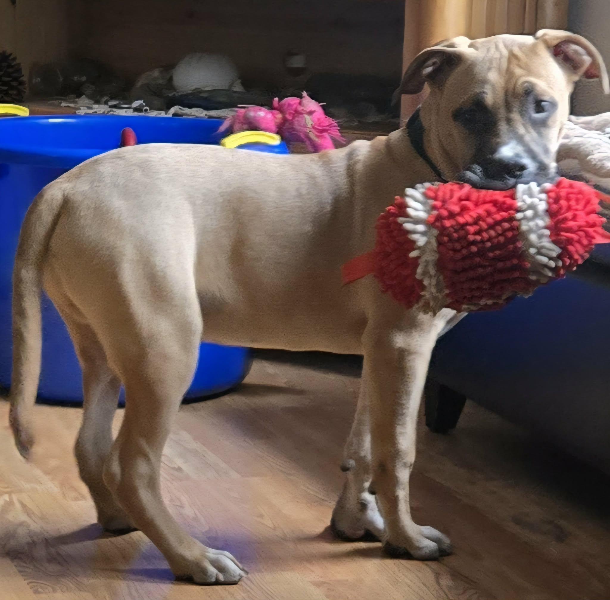 Enlarge Max, a ADOPTABLE mixed breed in Roslyn, WA image 2/5