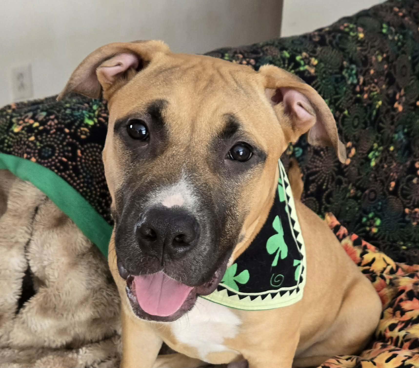 Enlarge Max, a ADOPTABLE mixed breed in Roslyn, WA image 3/5