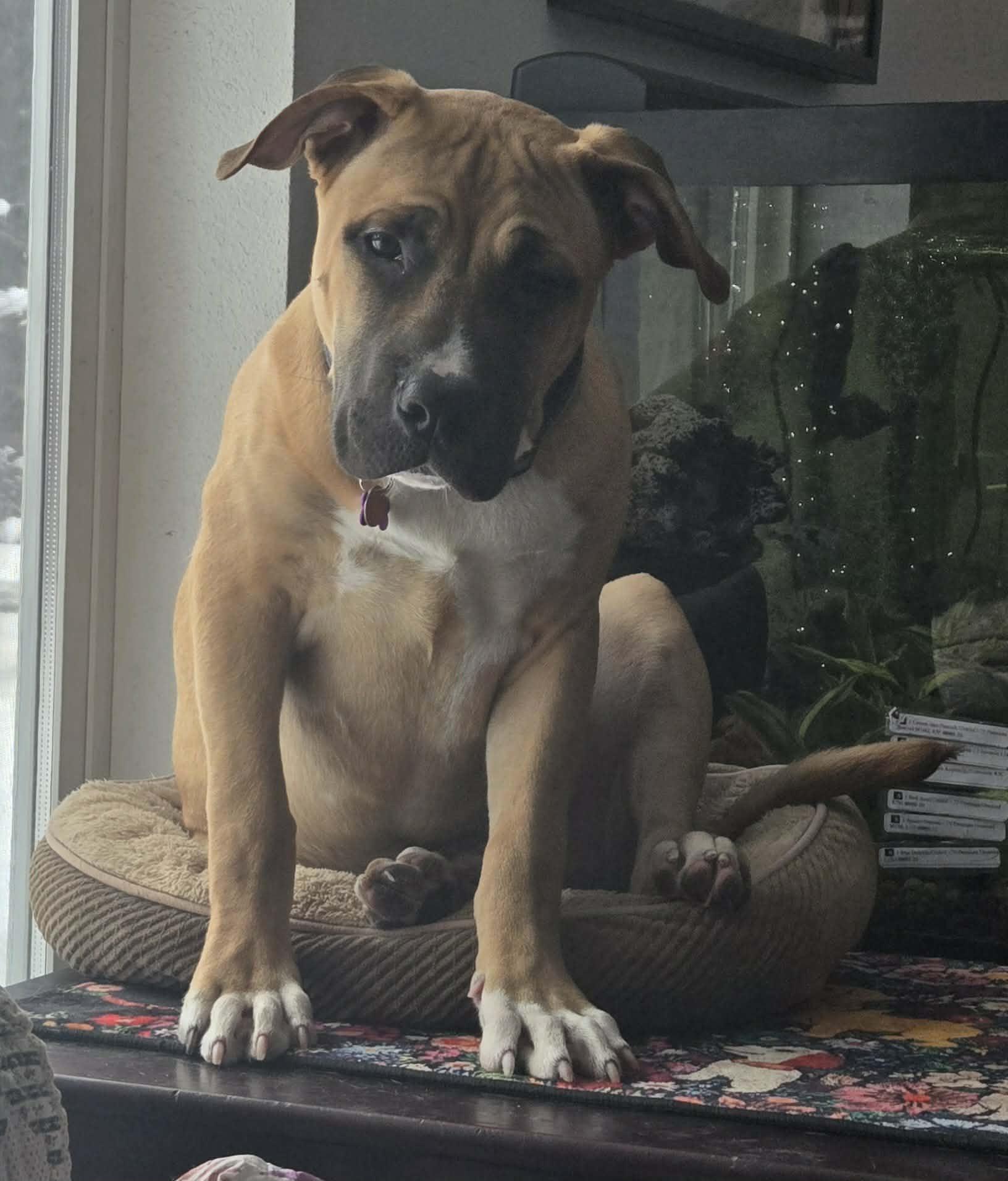 Enlarge Max, a ADOPTABLE mixed breed in Roslyn, WA image 5/5