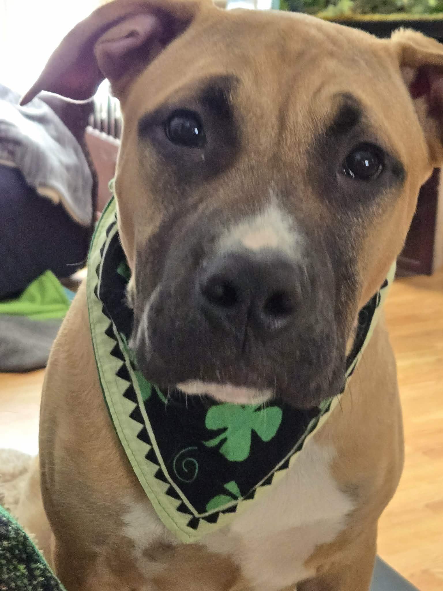 Max, ADOPTABLE, Young Male Pit Bull Terrier & Boxer.