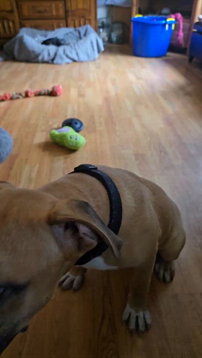 Enlarge Max, a ADOPTABLE mixed breed in Roslyn, WA video 4/5