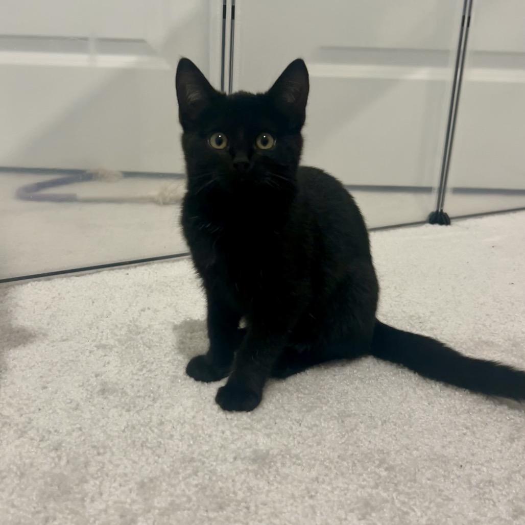 Noelle, a Adoptable Domestic Medium Hair in Tustin, CA image 1/3