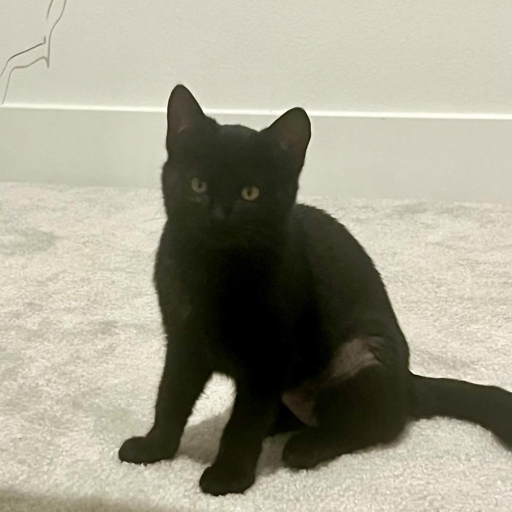 Noelle, a Adoptable Domestic Medium Hair in Tustin, CA image 2/3