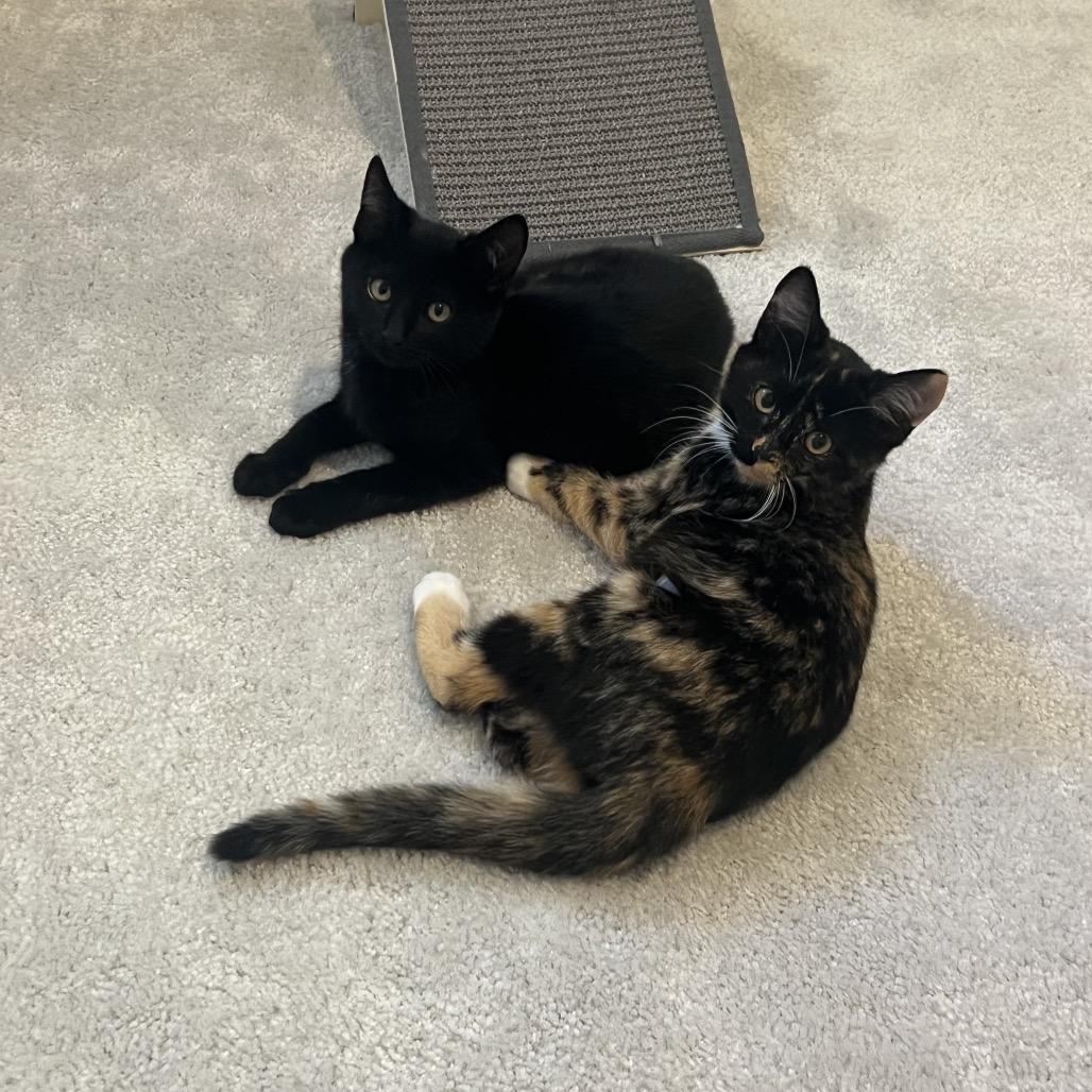 Noelle, a Adoptable Domestic Medium Hair in Tustin, CA image 3/3