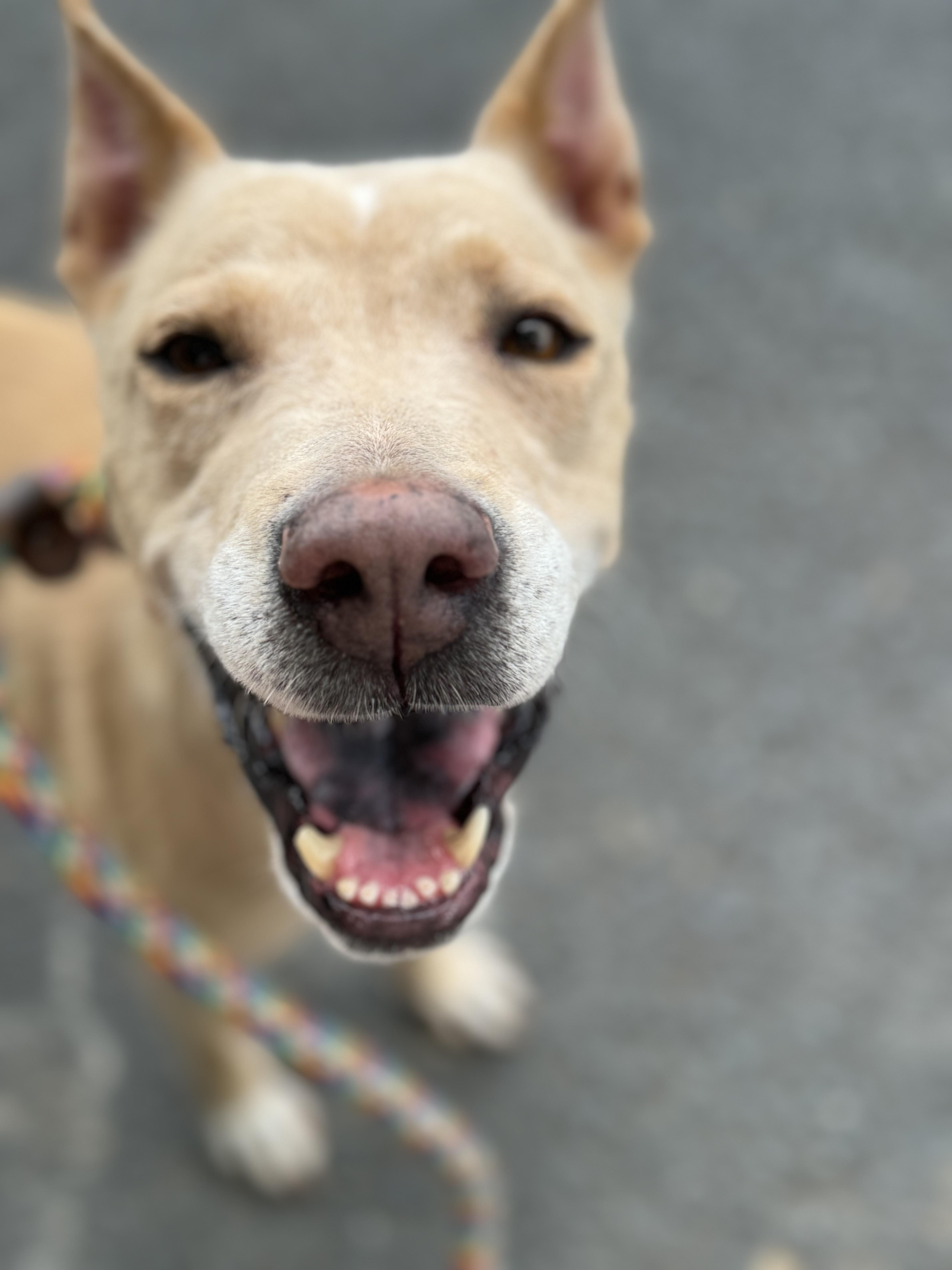 Dog for adoption Petunia, a Mixed Breed in Polkton, NC Petfinder