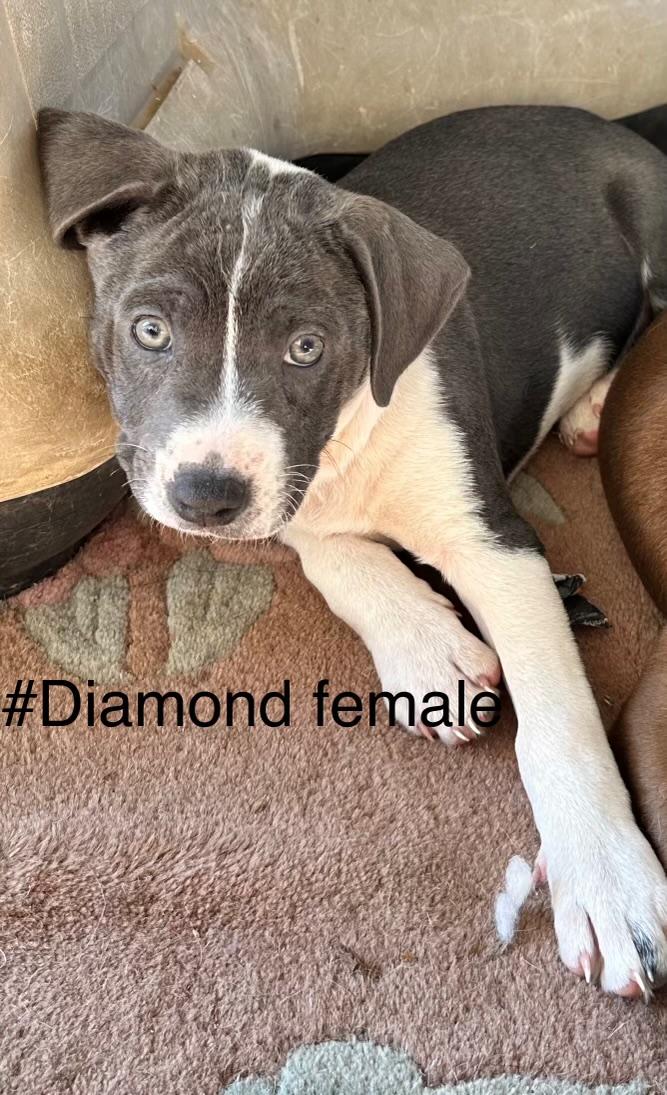 Diamond, adopted, Puppy Female Labrador Retriever.