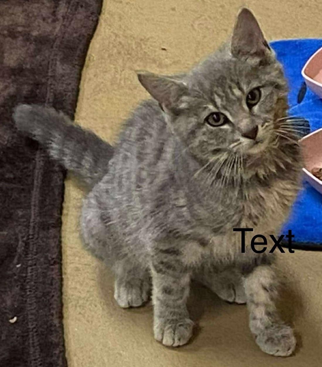 Kellyanne, Adoptable, Kitten Female Tabby.