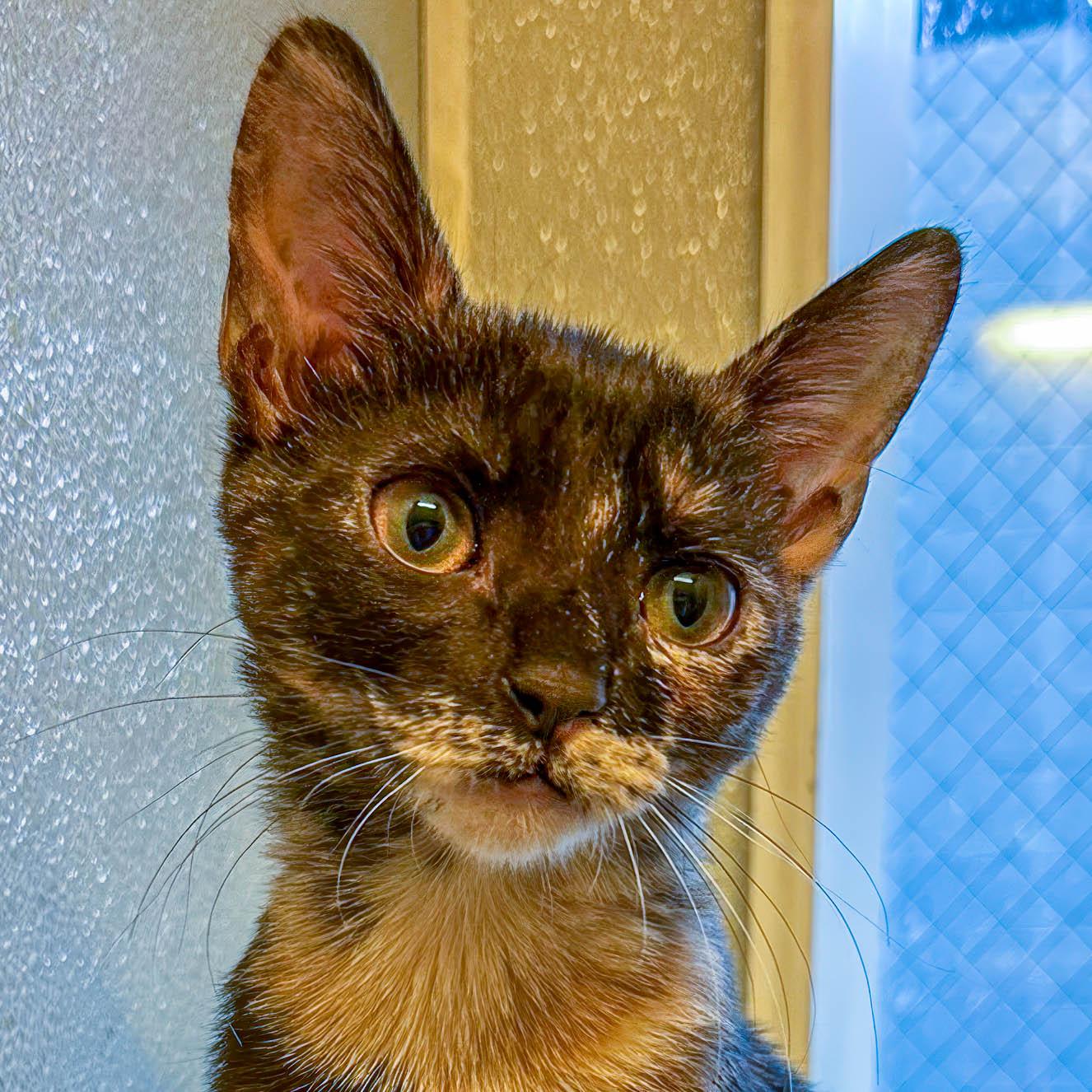 Enlarge Lilo, a ADOPTABLE Tortoiseshell in Stamford, CT image 1/6